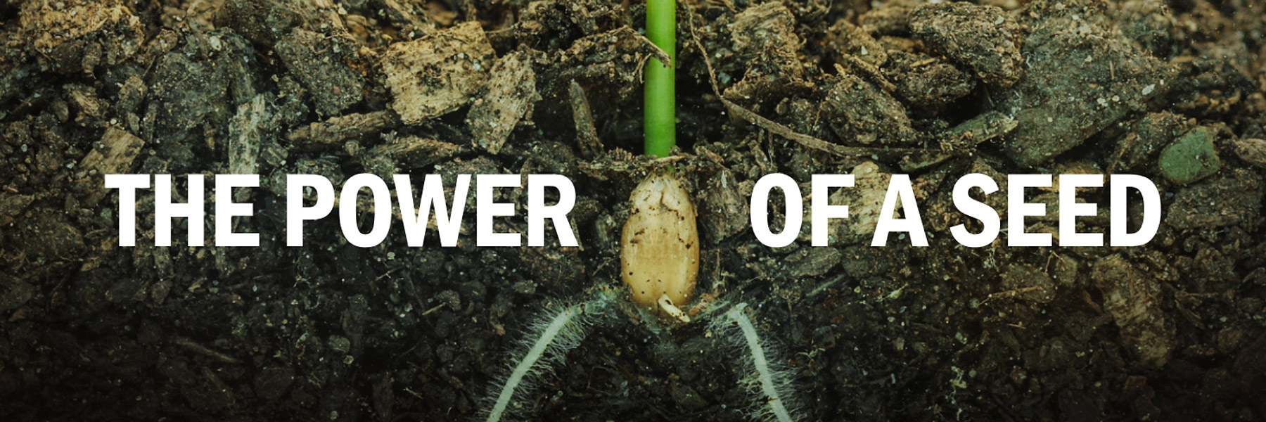 The Power of a Seed